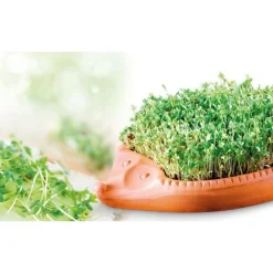 Kresse-Igel<Römertopf New